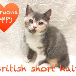 【ブリティッシュショートヘア】猫大好き店長イチオシ！キャリコ色が自慢の丸顔ガール！：下丸子店Pick upベイビーNo.116209