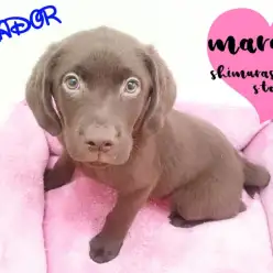 【ラブラドール】大きな身体には愛（LOVE）がいっぱい！ラブちゃんとの生活秘話も大公開！？：志村坂下店オススメベイビーNo.914325