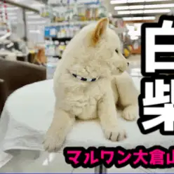 【白柴】12年に1度の戌年がやってきた!お正月らしい鏡餅ボディ♥二重まぶたの天使をレビュー！：大倉山店PICKUPベイビーNo.6130659