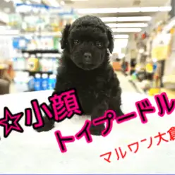 【トイ・プードル】成長と共に変化が楽しめる!!超小顔のフレンドリーなシルバーぷーちゃん♥：大倉山店PICKUPベイビーNo.6130658