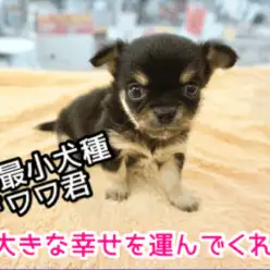 【チワワ・ロングコート】コツメカワウソにそっくり?!ずんぐりむっくりの真ん丸フェイス!!シックでスタンダードなスペシャルチワワ君♥大倉山店PICKUPベイビーNo.6130662