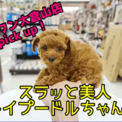 【トイ・プードル】モデル体型のスラッと小顔美人!!女王クラスのべっぴんさんがやってきた！♥大倉山店オススメベイビーNo.6130663