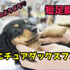 【ミニチュア・ダックスフント】短足は褒め言葉!永遠のよちよち歩きの短足王子さま♥小さめだっちゃん登場！：大倉山店No．6130661