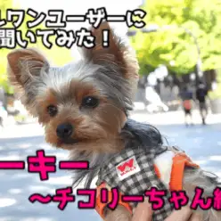 ヨークシャーテリアとの生活を始めたマルワンユーザーにインタビュー!!：大倉山店特別企画