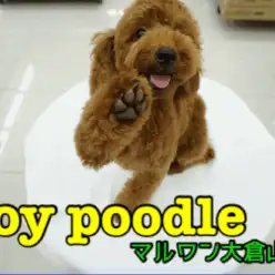 【トイ・プードル】笑う門に福来る!キラキラスマイルのトイ・プードル君☆お尻のハートマークに大注目♥大倉山店PICKUPベイビーNo.6130664