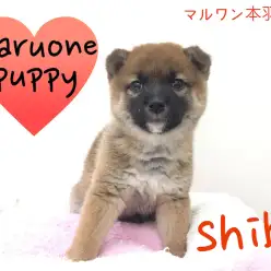 【柴犬】トレーニングも頑張ります！クマ顔柴ちゃん！：マルワン本羽田店Pickupベイビー！No.512494