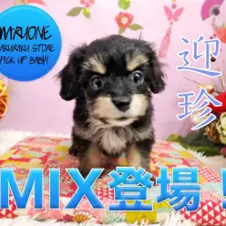 【マルチーズ×ミニチュアダックスフント】超特徴的！オンリーワンコの決定版が登場！：白楽店PICK UPベイビーNo.11535