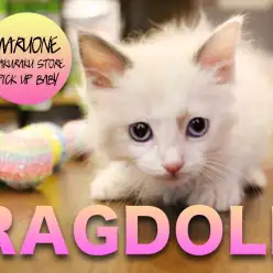 【ラグドール】モデル級!色気抜群の美人 ニャンコの登場！あんな姿こんな姿すべてお見せします♡:マルワン白楽店PICK UPベイビーNo.11536