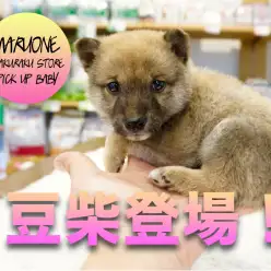 【豆柴】超希少！豆柴くんがやってきた♡しかも○○かも！？？？絶対見るべし！！:マルワン白楽店PICK UPNo.11539