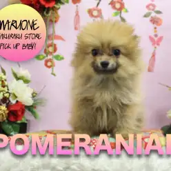 【ポメラニアン】元気いっぱい！毛量たっぷりのタヌキっぽめちゃんが可愛すぎるううううう♥:マルワン白楽店PICK UPベイビー！No.11518