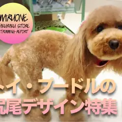 【わんこのトリミング】尻尾デザインの参考に！トイプードルの尻尾のまとめ！お知らせもあります。：白楽店トリミング通信Vol.12