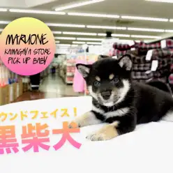 【黒柴】驚愕の超ラウンドフェイス！最高の四つ目ちゃんがやってきた！Mr.K巡業シリーズ第一弾！：鎌ヶ谷店PICK UPベイビー！No.117136