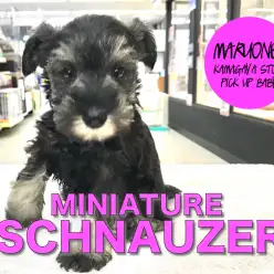 【ミニチュア・シュナウザー】塩＆コショウカラーのスパイシーガールがやってきた！：鎌ヶ谷店PICK UPベイビーNo.117137