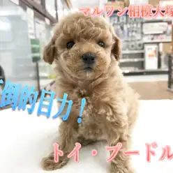 【トイ・プードル】圧倒的な目力！戌年の主役はアタシのもの！？：相模大塚店Pick UpベイビーNo.814435