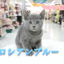 【ロシアンブルー】ロシアンスマイルに恋する方続出！特技も大公開しちゃいます♪：梅島店Pick UpベイビーNo.119092