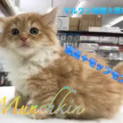 【マンチカン】短足＋モッフモフは最高の癒しキャラ！サポートシステムも充実！：マルワン相模大塚店オススメベイビーNo.814440