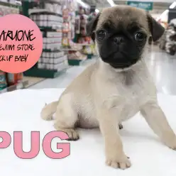 【パグ】小さめぷりぷり聞き分けの良さが魅力の鼻ぺちゃガールがやってきたっっっっ！：梅島店PICK UPベイビー！No.119096