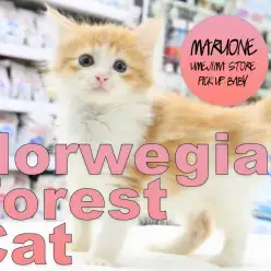 【ノールウェージャンフォレストキャット】イケにゃん好き集合♪北欧原産のゴージャスイケメンキャット!:梅島店PICK UPベイビー!No.119097