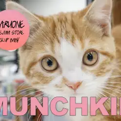 【マンチカン】こたつとみかんが似合う猫発見！Mr.K巡業シリーズ第二弾！：梅島店PICK UPベイビー！No119094