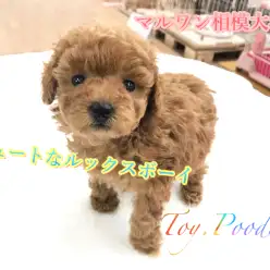 【トイ・プードル】女の子顔の男の子！？キュートなルックスには理由があった！：相模大塚店Pick UpベイビーNo.814432