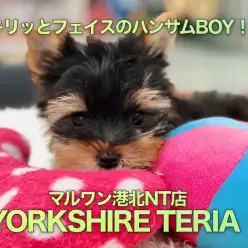 【ヨークシャーテリア】超イケメン！キリッとした顔立ちのハンサムボーイ！：港北NT店PICKUPベイビー！NO.311754