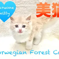 【ノルウェージャンフォレストキャット】超美猫！目指せアイドルキャット！:下丸子店PickupベイビーNo.116226