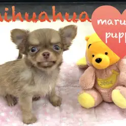 【チワワ】今宿店からあなたにお届け!甘いマスクのチョコチワワ!:今宿店オススメベイビーNo.120100