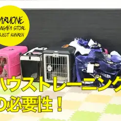 【わんこのしつけ】ハウストレーニングの必要性を理解しよう！：鎌ケ谷店PROJECTKUNREN VoL13