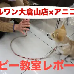 【パピー教室開催報告！】アニコム損保&マルワンコラボイベント！大倉山店編