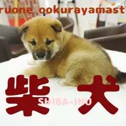 【柴犬】ずんぐりむっくりの真ん丸ボディは触り心地最高級…♥伸びるほっぺは触らなきゃ後悔します!!：大倉山店PICKUPベイビーNo.6130670