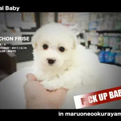 【ビション・フリーゼ】目指せ綿あめヘアー!!超レア犬種が緊急入店!!：大倉山店PICK UPベイビーNo.6130667