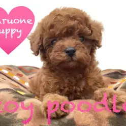 【トイ・プードル】毛量たっぷり！巻き巻きヘアーが自慢です！本羽田店PickupベイビーNo.512503