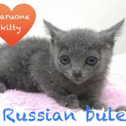 【ロシアンブルー】あなたに幸せを運ぶ猫！：本羽田店PickupベイビーNo.512497