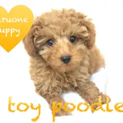 【トイ・プードル】大きな瞳が映える整った顔立ちは必見!ぬいぐるみ感の最高峰!:鶴見店PickupベイビーNo.713525