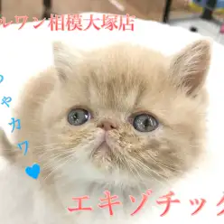 【エキゾチック】ドラマやCMでも大人気！ぶちゃカワくんが2018年の主役！？:マルワン相模大塚店Pick UpベイビーNo.814447