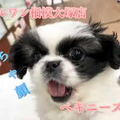 【ペキニーズ】なんじゃこの模様！？パンダカラーのペチャ顔さん♪得意技は『お・ね・が・い♪』：マルワン相模大塚店Pick UpベイビーNo.814439