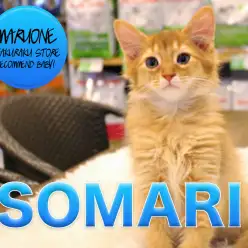 【ソマリ】トキメキ注意報発令！メープルシロップのようなあま～い色と性格自慢のソマリちゃんがやってきた♡:マルワン白楽店オススメベイビーNo.11543