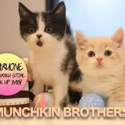 【マンチカン双子〜兄編〜】ハチワレ猫ちゃんは縁起がよい！幸せをあなたの元へ運びます♡:マルワン白楽店ピックアップベイビーNo.11545