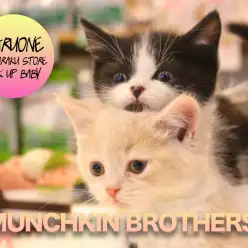 【マンチカン双子〜弟編〜】クリームとホワイトの被毛にまとったマシュマロにゃんこ！？？もちもち手触りに幸福感が。。。:マルワン白楽店ピックアップベイビーNo.11546