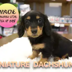 【ミニチュア・ダックスフント】お母さんのDNA抜群に受け継いでいる美麗ダックスちゃん登場！:マルワン白楽店PICK UPベイビーNo.11537