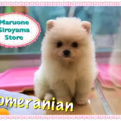 【超タヌキ顔ポメラニアン】遂に来た！！競争必須の白タヌキ♡：ペッツワン城山店オススメベイビー！NO.118219
