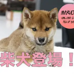 【柴犬】クールなルックスでも陽気な性格！赤柴ちゃんのレビュー！：梅島店PICK UPベイビー！No.119095