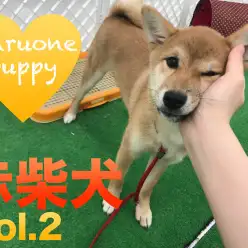 【柴犬】もちほっぺは未だに健在！しば子トレーニング中の姿をご紹介！：東日暮里PickupベイビーNo.014193