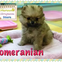 【ポメラニアン】ポメ好き必見！小ぶりな超タヌキ顔が電撃入店！！：ペッツワン城山店PICKUPベイビー！NO.118222