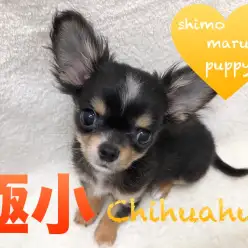 【チワワ】身体は極小サイズでも元気は特大！！！下丸子店オススメベイビーNo.116232