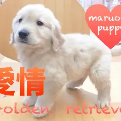 【ゴールデンレトリバー】ぎゅーっと抱きしめたくなる愛らしさ！下丸子店No.116229