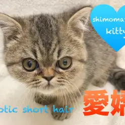 【エキゾチックショートヘア】マルっとぶちゃかわ♡エキゾくんの魅力をご紹介しちゃいます！！：下丸子店PickUpベイビーNo.116227