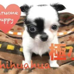 【チワワ】極小サイズ！ウルウル瞳であなたのハートを鷲掴み！：本羽田店PickupベイビーNo.512513