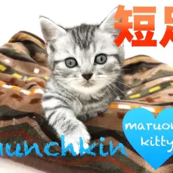 【マンチカン】癒し系！超短足マンチカン☆：本羽田店PICK UPベイビー！No.512516