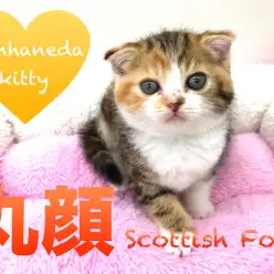 【スコティッシュ・フォールド】珍しい色は海外からも大注目！まるっとふっくら美人のスコちゃん登場☆：本羽田店PICK UPベイビーNo.512517